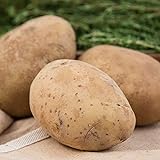 Kennebec Seed Potato - Productive and Easy to Grow - Includes one 2-lb Bag - Can't Ship to States of ID, ME, MT, or NE Photo, best price $19.99 new 2024