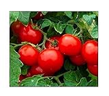 250 Cherry Tomato Seeds Large | Non-GMO | Fresh Garden Seeds Photo, best price $6.95 new 2024