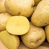 Yukon Gold Seed Potato - Best Early Eating Potato on The Market - Includes one 2-lb Bag - Can't Ship to States of ID, ME, MT, or NE Photo, best price $16.99 ($1.70 / Count) new 2024