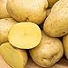 Photo Yukon Gold Seed Potato - Best Early Eating Potato on The Market - Includes one 2-lb Bag - Can't Ship to States of ID, ME, MT, or NE