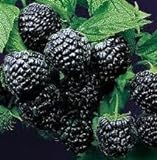 Super Flavor Sweet Berries, Jewel Black Raspberry Potted Plant Photo, best price $24.95 new 2024