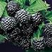 Photo Super Flavor Sweet Berries, Jewel Black Raspberry Potted Plant
