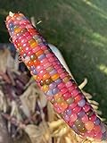 Glass Gem Cherokee Indian Corn Heirloom Premium Seed Packet + More Photo, best price $4.99 new 2024