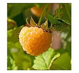 3 Anne Golden EverBearing Raspberry Plants - Large 2 Year Old Plant - Large Sweet Photo, best price $39.95 new 2024