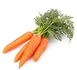 500 Scarlet Nantes Carrot Seeds for Planting - Heirloom Non-GMO USA Grown Vegetable Seeds for Planting by RDR Seeds Photo, best price $5.79 new 2024