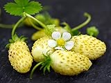 NIKA SEEDS - Fruit Alpine Strawberry Yellow - 100 Seeds Photo, best price $6.95 ($0.07 / Count) new 2024