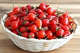 Chili/Paprika Sweety Drops Rot - Pepper - sehr ertragreich - 10 Samen Foto, bester Preis 1,70 € (1,70 € / count) neu 2024