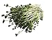 Foto 250 g BIO Keimsprossen Daikon-Rettich Samen für die Sprossenanzucht Sprossen Microgreen Mikrogrün