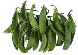 Oregon Giant Snow Pea Seeds- 50 Count Seed Pack - Non-GMO - Finest Tasting, Most Vigorous Snow peas. Use Them for Colorful Tasty stir-Fry Recipes or eat raw. - Country Creek LLC Photo, best price $2.25 new 2024