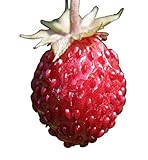 Wald-Erdbeere (Fragaria vesca) 20 Samen auch Monatserdbeere genannt Foto, bester Preis 1,49 € neu 2024