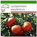 Foto SAFLAX - Tomate - Rosa de Berne - 10 semillas - Con sustrato estéril para cultivo - Lycopersicon esculentum