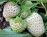 2000+ Perpetual Strawberry Seeds for Planting - White Photo, best price $9.79 new 2024