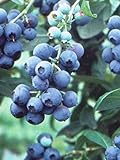 Pixies Gardens Tifblue Blueberry Bush - One of The Oldest Blueberry Cultivars Still Being Planted and Considered One of The Best. Good Pollinator (2 Gallon Potted) Photo, best price $69.99 new 2024