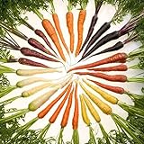 ZHOUBA Samen zum Pflanzen, 600 Stück köstliche Karottensamen nicht GVO Frische gemischte Gemüsesamen und leckere landwirtschaftliche Lieferungen für den Balkonhof Mehrfarbig Foto, bester Preis 3,39 € neu 2024