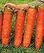 Photo CEMEHA SEEDS - Giant Red Carrot Sweet Non GMO Vegetable for Planting 1000 Seeds