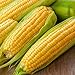 Photo Corn, Golden Bantam Yellow Corn, Heirloom, Non-GMO,50 Seeds, Delicious and Sweet Veggie