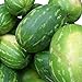 Foto Rießen Wassermelone 10 Korn (Rar) >>>Fruchtgewicht von 12 bis 16 kg<<<