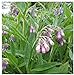 Photo Earthcare Seeds True Comfrey 50 Seeds (Symphytum officinale) Non GMO, Heirloom