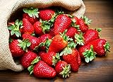 KIRA SEEDS - Fresca Strawberry Giant - Everbearing Fruits for Planting - GMO Free Photo, best price $8.96 ($0.45 / Count) new 2024
