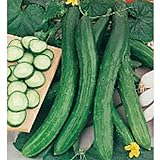 Cetriolo Chinese Slangen Cucumbers Seeds (20+ Seeds) | Non GMO | Vegetable Fruit Herb Flower Seeds for Planting | Home Garden Greenhouse Pack Photo, best price $3.69 ($0.18 / Count) new 2024