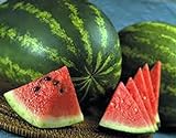 Watermelon, Jubilee , Heirloom, 20 Seeds, Large, Sweet N Delicious Photo, best price $1.99 ($0.10 / Count) new 2024