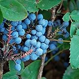 Creeping Oregon Grape Seeds (Mahonia repens) Packet of 10 Seeds Photo, best price $8.97 ($0.90 / Count) new 2024