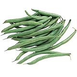 Burpee Blue Lake 274 Bush Bean Seeds 2 ounces of seed Photo, best price $6.30 ($3.15 / Ounce) new 2024
