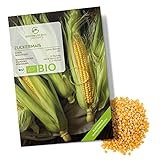 BIO Zuckermais Samen (Golden Bantam, 30 Korn) - Mais Saatgut aus biologischem Anbau ideal für die Anzucht im Garten, Balkon oder Terrasse Foto, bester Preis 4,90 € neu 2024
