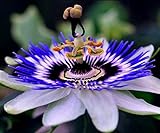 CEMEHA SEEDS - Passionflower Purple Vine Wild Apricot Maypop Indoor Exotic Perennial Flowers for Planting Photo, best price $7.95 ($2.65 / Count) new 2024
