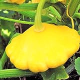 TomorrowSeeds - Sunburst Yellow Patty Pan Seeds - 60+ Count Packet - Bush Scallop Squash Summer Golden Patisson Patison Lemon Scallopini Photo, best price $8.80 ($0.15 / Count) new 2024
