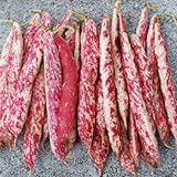 Taylor Dwarf Horticulture (Cranberry) Bean Seeds, 50 Heirloom Seeds Per Packet, Non GMO Seeds, (Isla's Garden Seeds), Botanical Name: Phaseolus vulgaris, 85% Germination Rates Photo, best price $5.99 ($0.12 / Count) new 2024