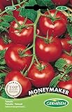 Germisem Moneymacker Semillas de Tomate 1.5 g (EC8021) Foto, mejor precio 2,21 € nuevo 2024