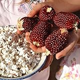 Red Strawberry Popcorn Seeds (25 Seeds) Photo, best price $4.83 new 2024