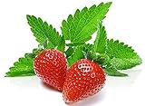 100+ Strawberry Mint Herb Seeds Non-GMO Fragrant Rare! US Grown! Photo, best price $5.89 ($166.86 / Ounce) new 2024