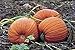 Photo PlenTree Graines de citrouille, or mammouth, Heirloom, organiques, non Ogm 25+ graines, grosses Pumpkins