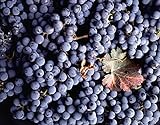 Vitis Vinifera Cabernet Sauvignon Wine Grape jocad (5 Seeds) Photo, best price $19.95 new 2024