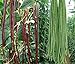 Photo 50+ Green or Red Cowpea Yard Long Bean Seeds Yardlong Beans Heirloom Non-GMO Vegetable