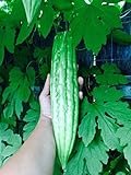 15 Melon amer bio Gourd Ampalaya Graines Photo, meilleur prix 4,99 € nouveau 2024