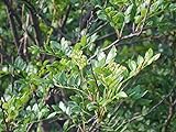Szechuanpfeffer Zanthoxylum schinifolium Pflanze 15-20cm Japanischer Pfeffer Foto, bester Preis 24,90 € (24,90 € / stück) neu 2024