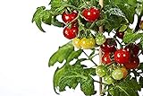 50 piezas de semillas de tomate cherry enano heirloom tomate rojo fruta fresca hortalizas semillas de jardín para plantar Foto, mejor precio 4,99 € nuevo 2024