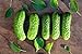 Photo Boston Pickling Cucumber Seeds - Non-GMO - 3 Grams