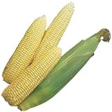 Burpee Early Sunglow Hybrid (SU) Corn Seeds 200 seeds Photo, best price $6.05 ($0.03 / Count) new 2024