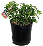 Rubus 'Chester' (Thornless Blackberry) Edible-Shrub, blackberry, #2 - Size Container Photo, best price $28.37 new 2024