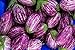 Photo Fairy Tale F1 Eggplant Seeds - Non-GMO - 10 Seeds