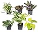 Photo Easy to Grow Houseplants (6 Pack), Live House Plants in Plant Containers, Growers Choice Plant Set in Planters with Potting Soil Mix, Home Décor Planting Kit or Outdoor Garden Gifts by Plants for Pets
