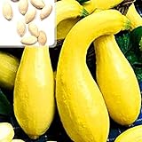 Kürbiskerne, 25Pcs / Beutel Kürbis-Samen Essbare fettarme Bananenform Melone Natürliche Seed Cuaurbit Samen für die Landwirtschaft Foto, bester Preis 0,01 € neu 2024