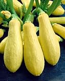 Zucchini Early Prolific Straightneck - Kürbis - 20 Samen Foto, bester Preis 1,90 € neu 2024