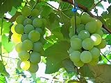 MOCCUROD 50pcs/Bag Green Grape Seeds Fruit Vine Vitis Vinifera Seeds Photo, best price $7.99 ($0.16 / Count) new 2024