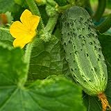Bush Pickle Cucumber Garden Seeds - 3 g Packet ~100 Seeds - Non-GMO, Heirloom, Pickling, Vegetable Gardening Seed Photo, best price $2.99 new 2024