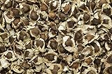 Moringa oleifera - 20 semillas - ¡rábano picante! Foto, mejor precio 9,95 € nuevo 2024
